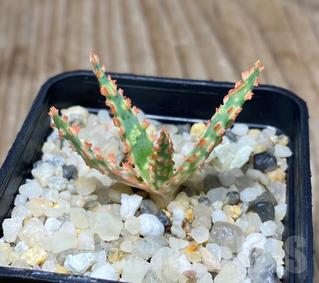 SHPR13303 Aloe hybrid -Thailand- - Image 2