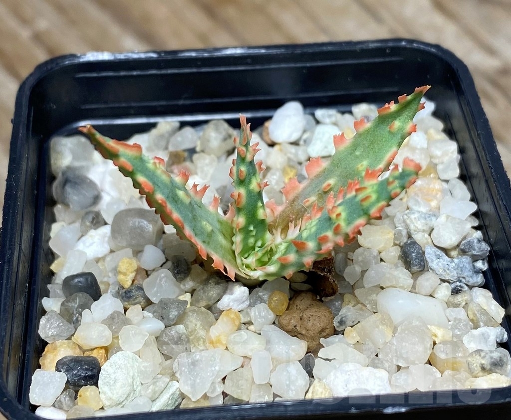 SHPR13303 Aloe hybrid -Thailand-