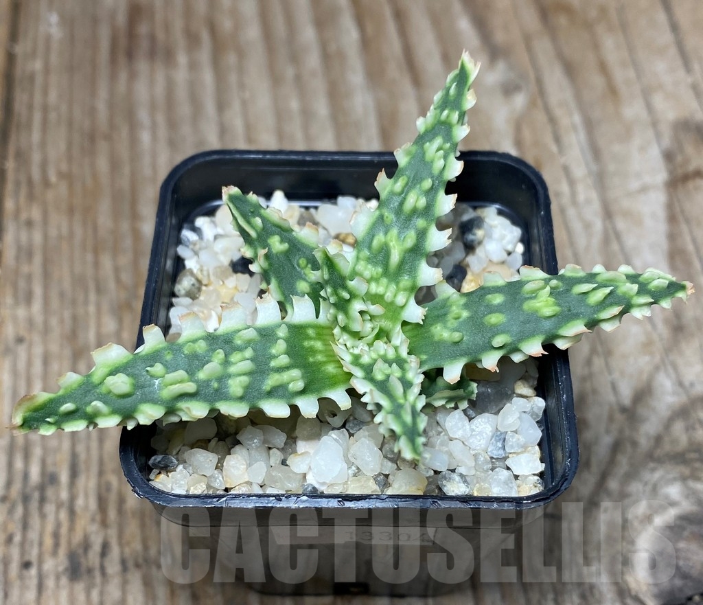 SHPR13304 Aloe hybrid -Thailand- - Image 2