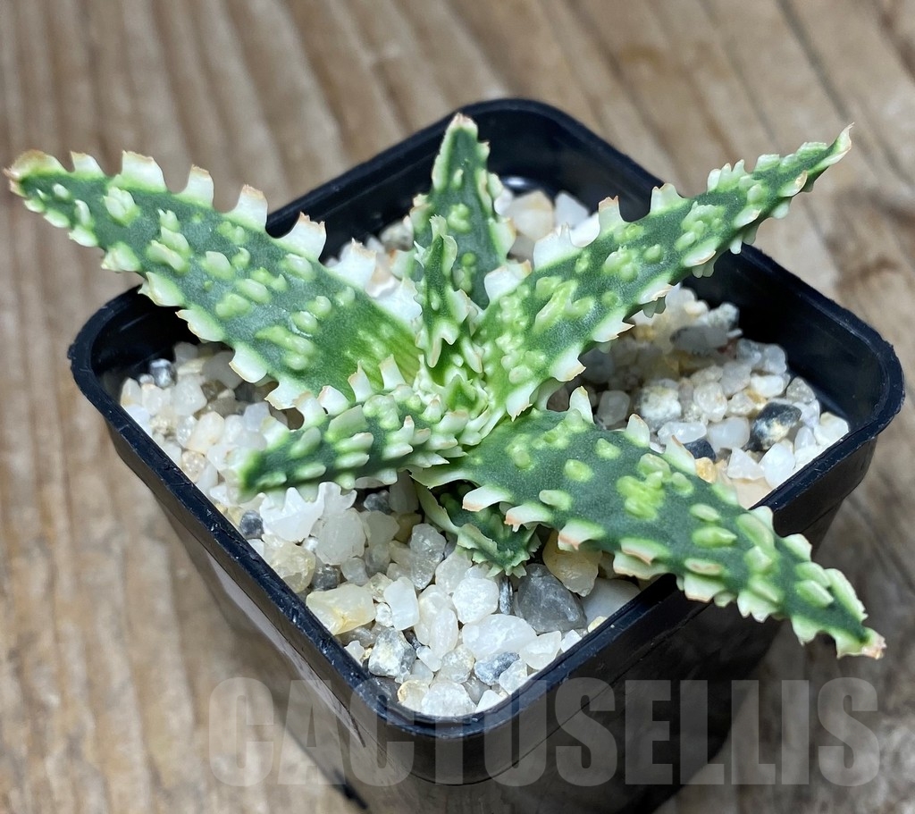 SHPR13304 Aloe hybrid -Thailand-
