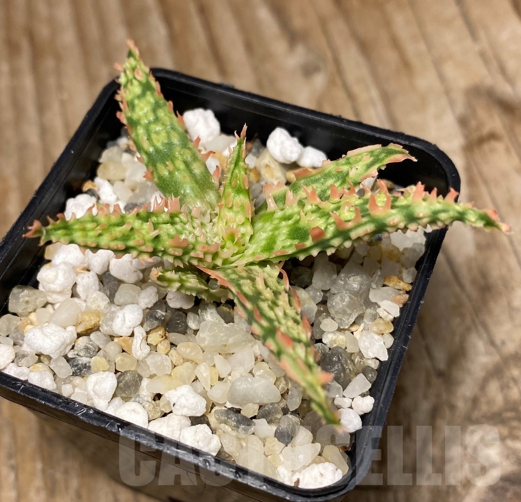 SHPR13305 Aloe hybrid -Thailand- - Image 2