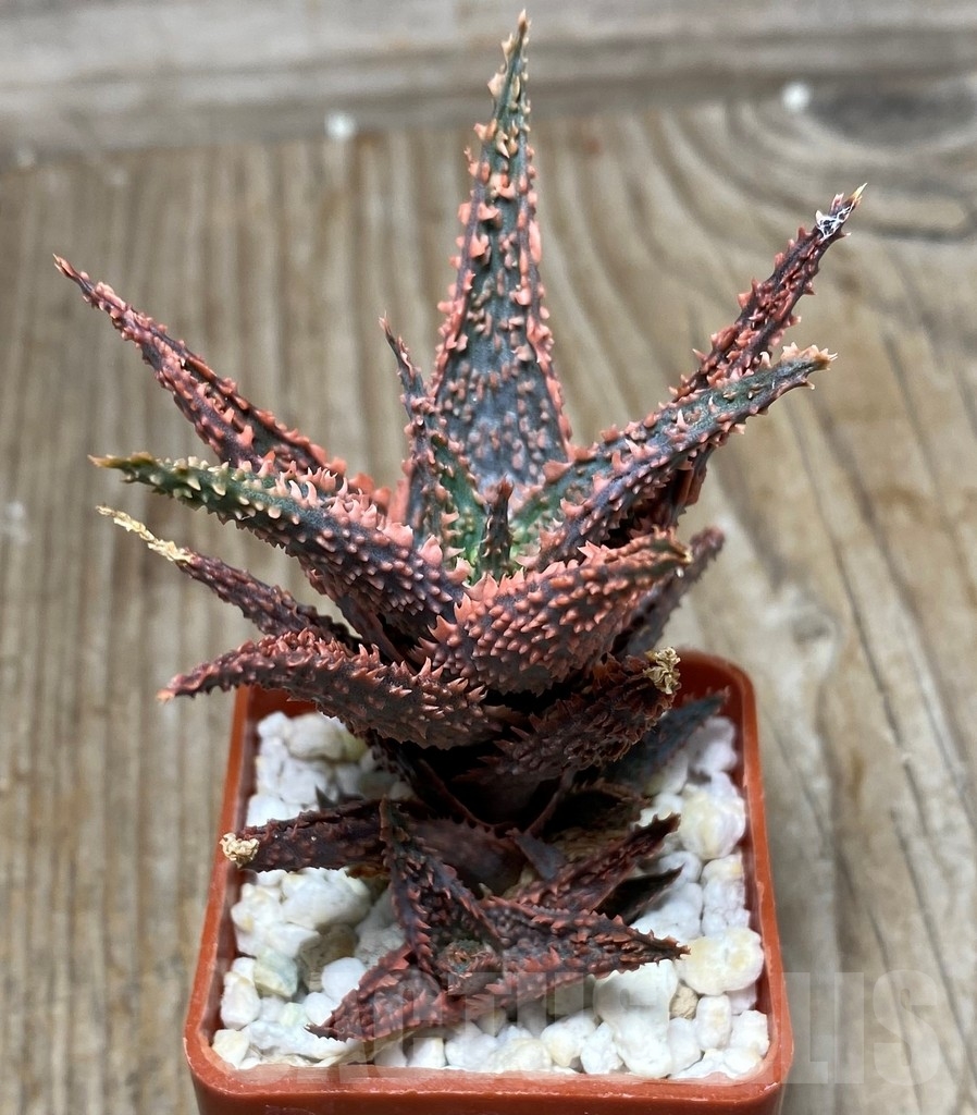 SHPR13309 Aloe hybrid EN - Image 2