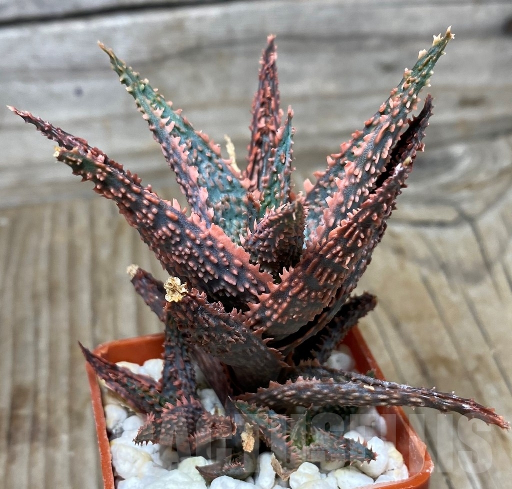 SHPR13309 Aloe hybrid EN - Image 3