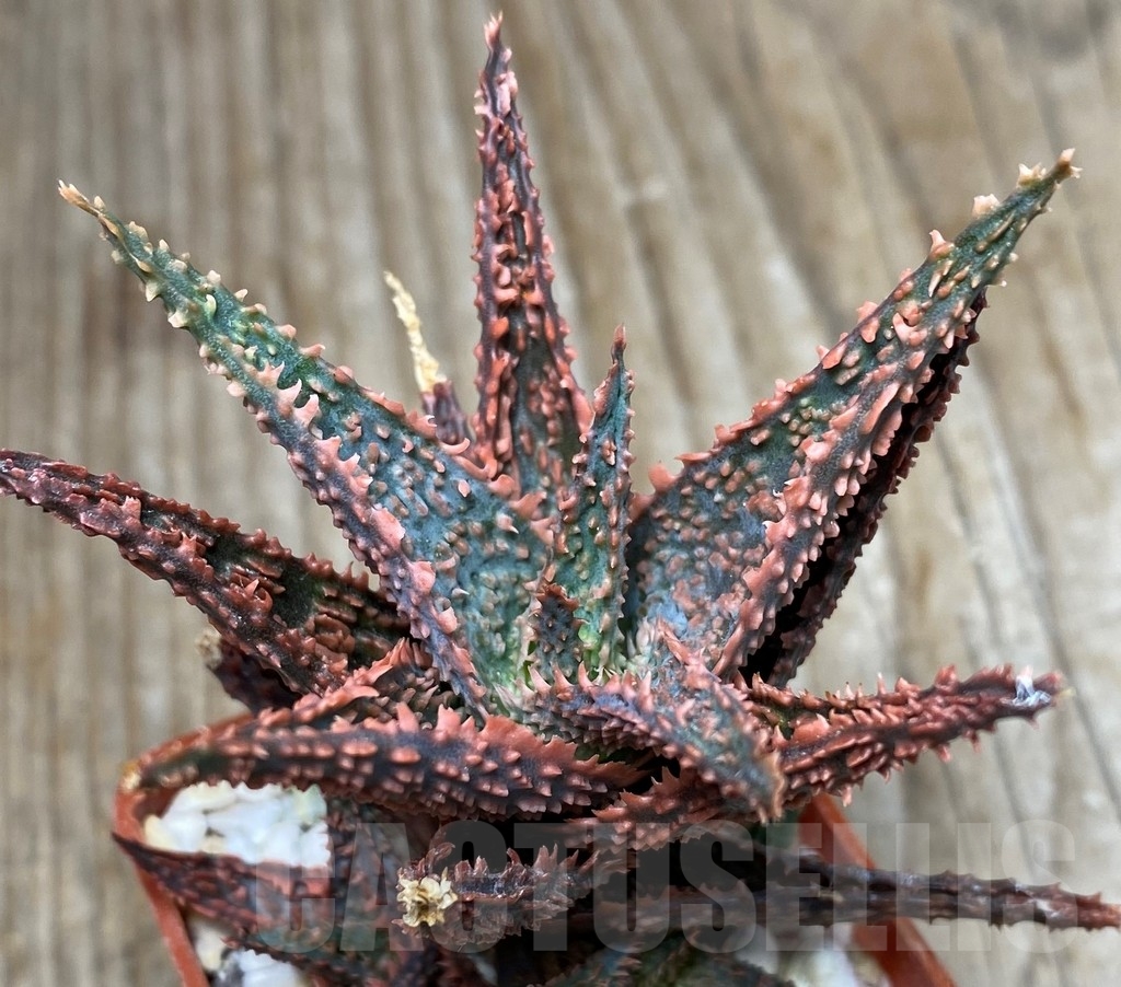 SHPR13309 Aloe hybrid EN