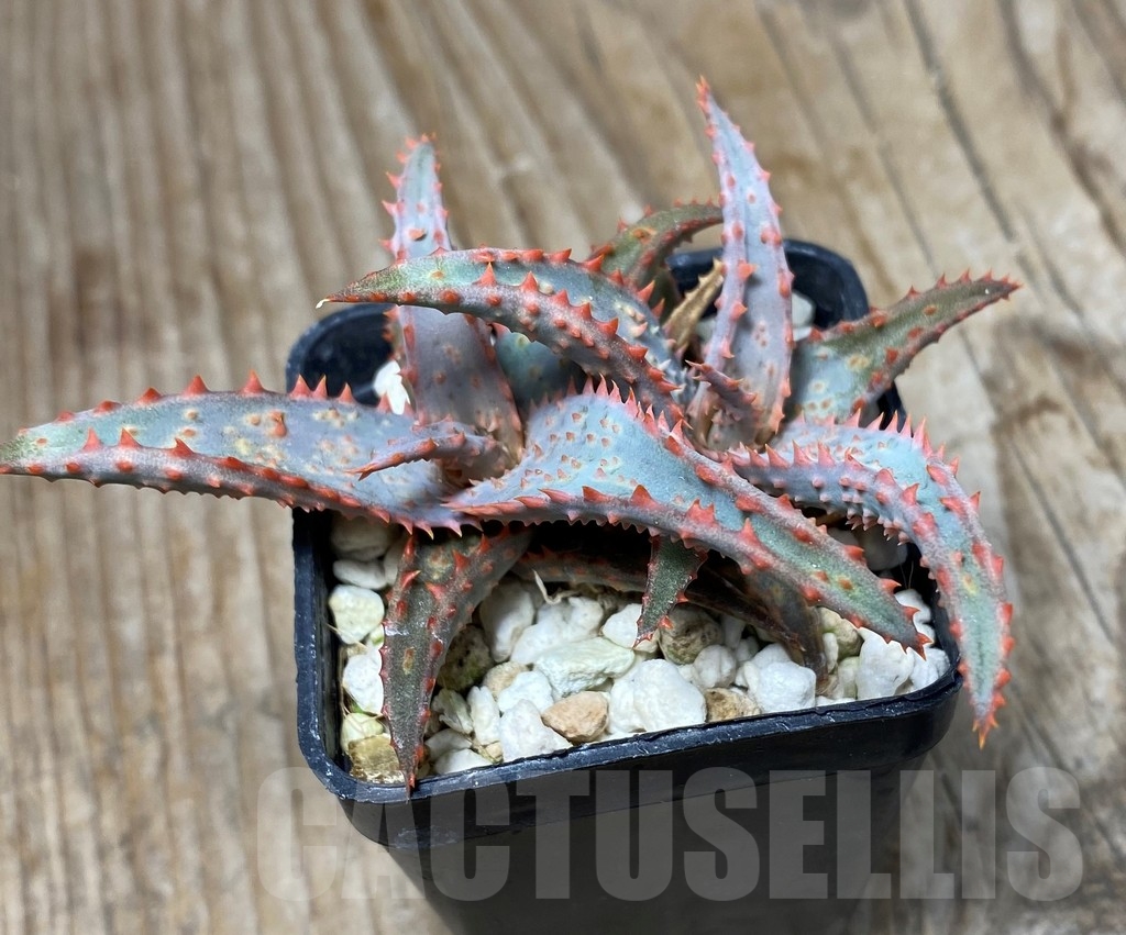 SHPR13313 Aloe castilloniae hybrid