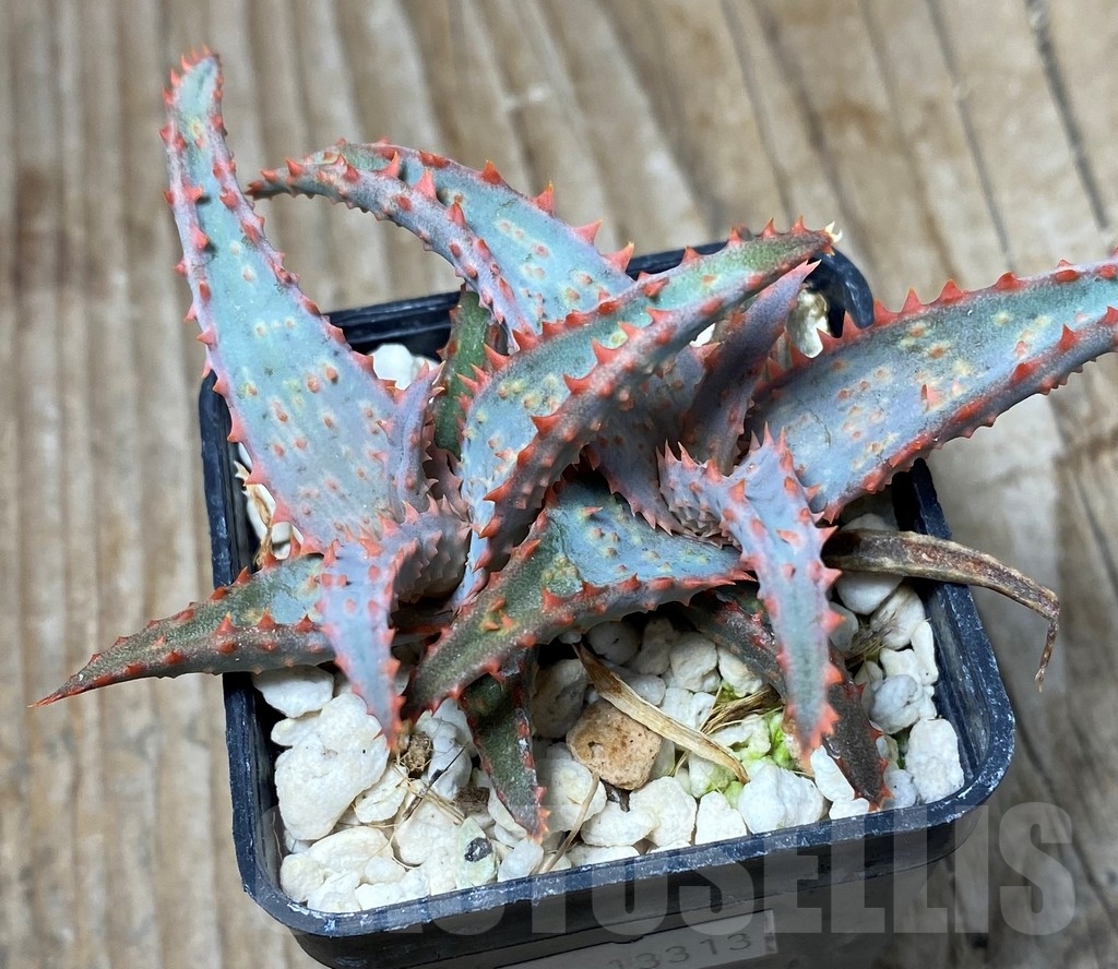 SHPR13313 Aloe castilloniae hybrid - Image 2