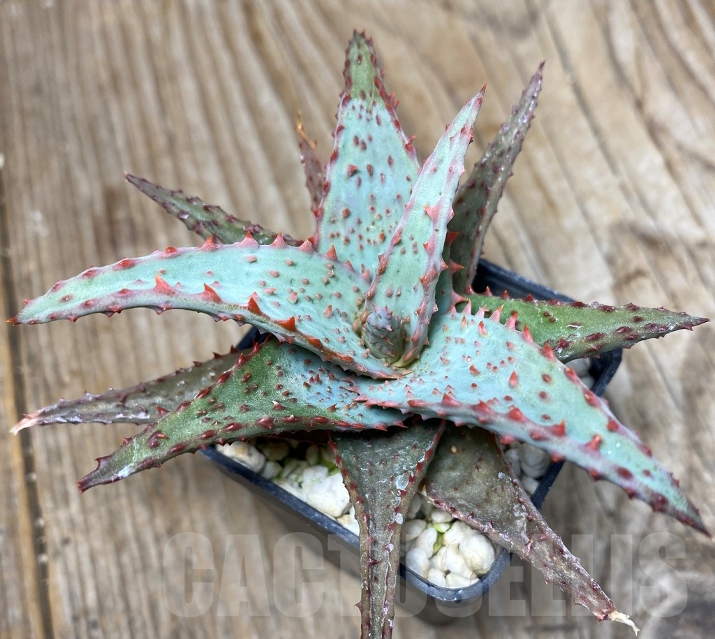 SHPR13315 Aloe castilloniae hybrid