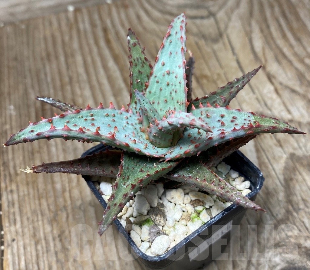 SHPR13315 Aloe castilloniae hybrid - Image 2