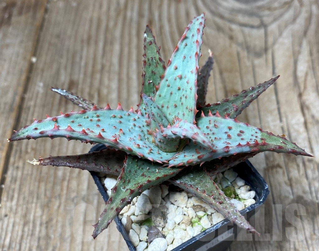 SHPR13315 Aloe castilloniae hybrid - Image 3