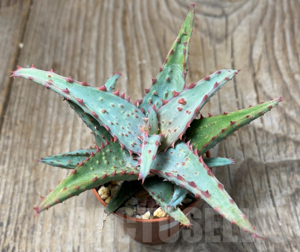 SHPR13316 Aloe castilloniae hybrid - Image 3