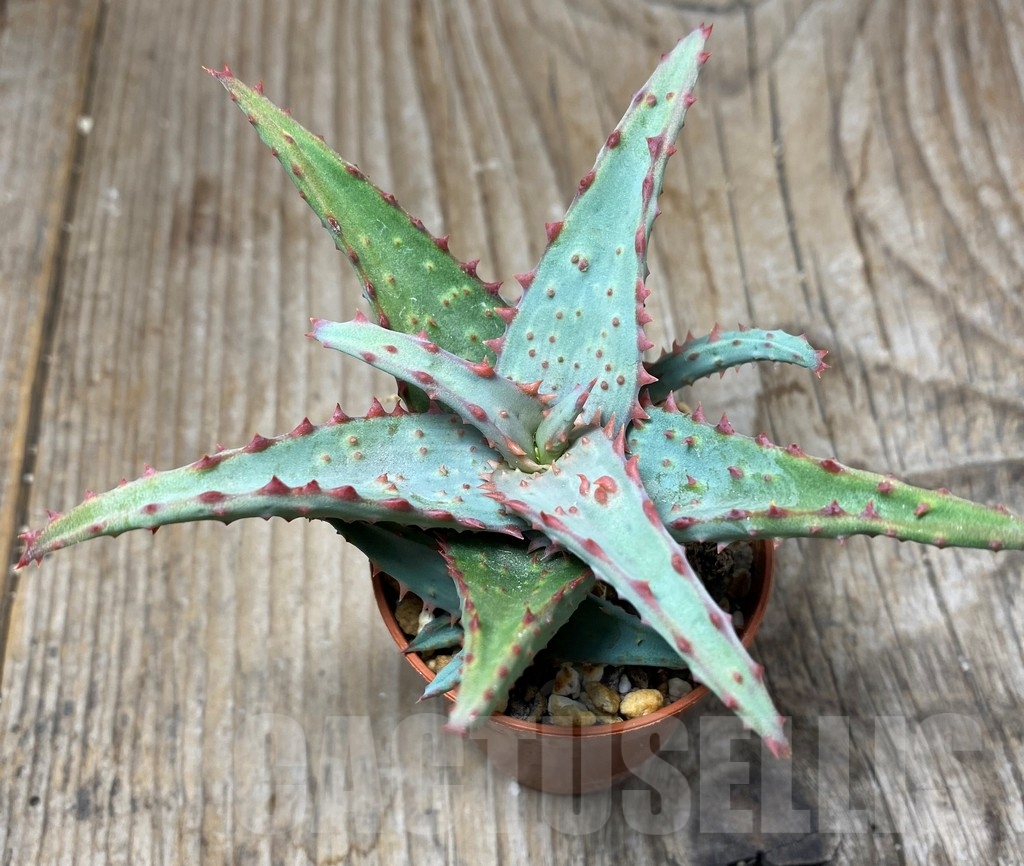 SHPR13316 Aloe castilloniae hybrid - Image 2