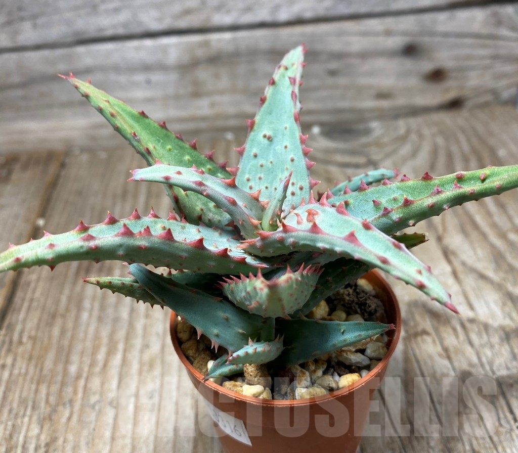 SHPR13316 Aloe castilloniae hybrid