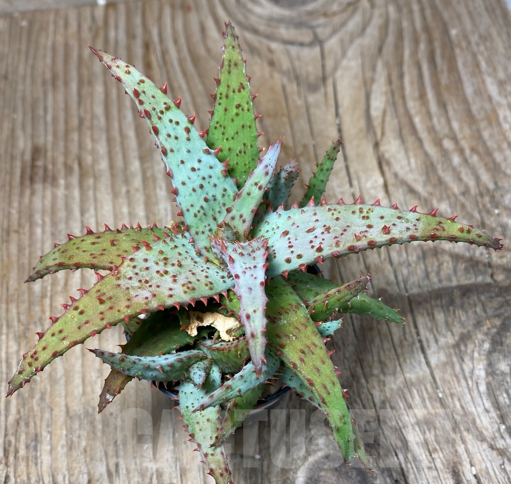 SHPR13318 Aloe castilloniae hybrid - 画像 (2)