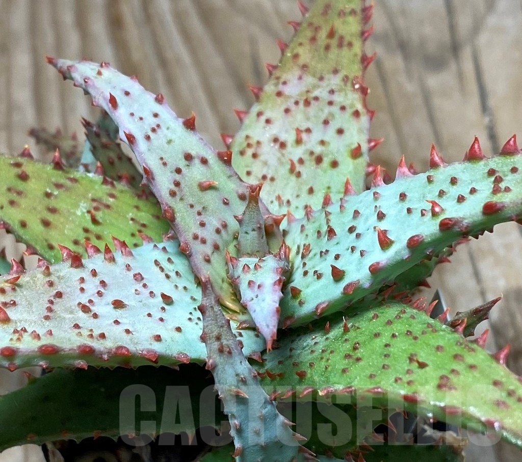 SHPR13350 Aloe castilloniae hybrid