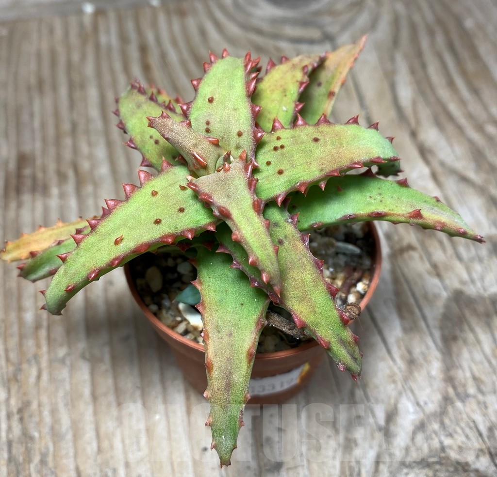 SHPR13319 Aloe castilloniae - Obrázek 3