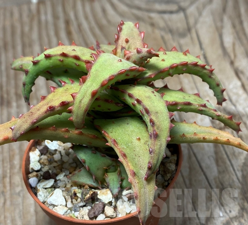 SHPR13319 Aloe castilloniae - Obrázek 2