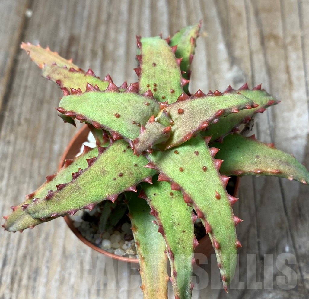 SHPR13319 Aloe castilloniae