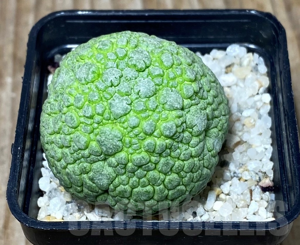 SHPR13321 Pseudolithos migiurtinus - Obrázek 2