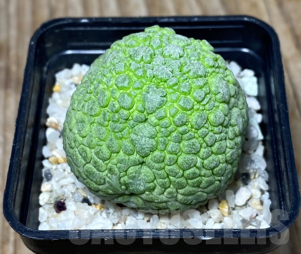 SHPR13321 Pseudolithos migiurtinus