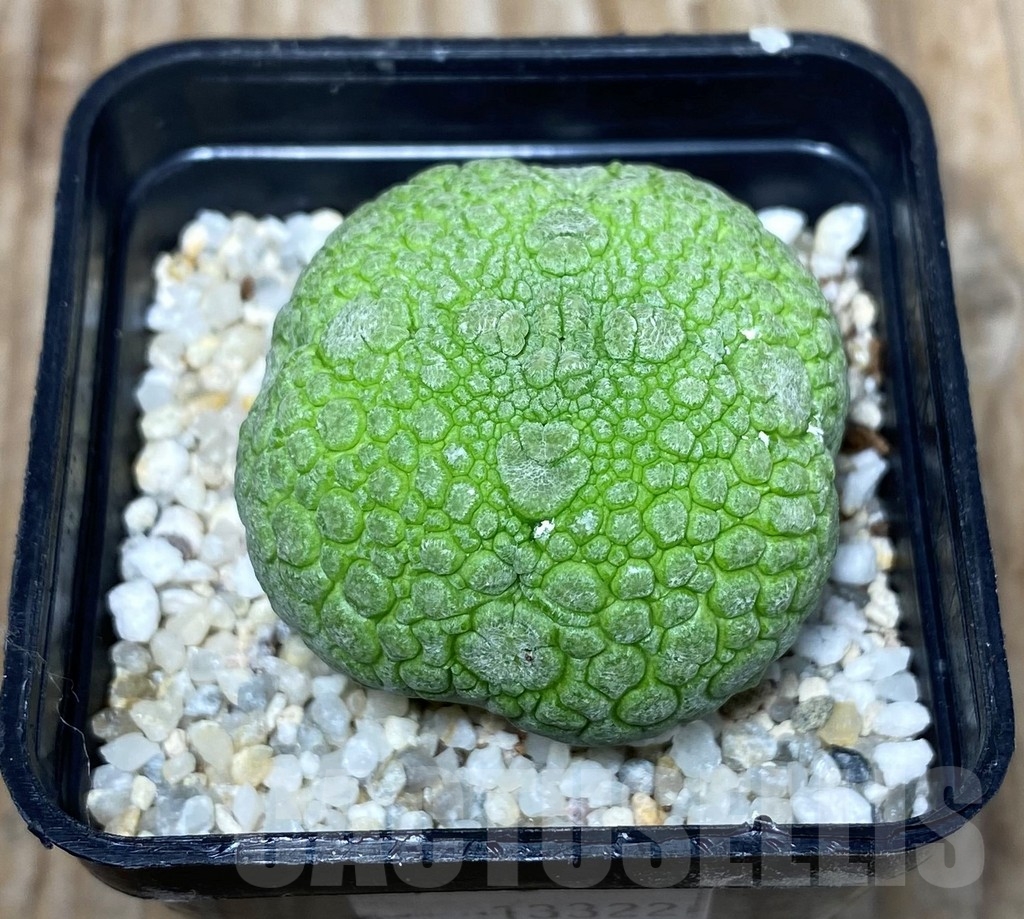 SHPR13322 Pseudolithos migiurtinus