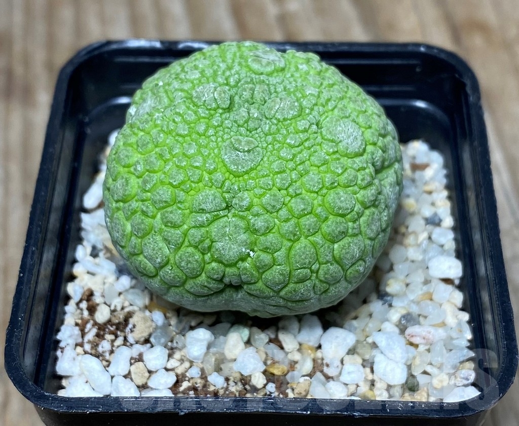 SHPR13322 Pseudolithos migiurtinus – Bild 2