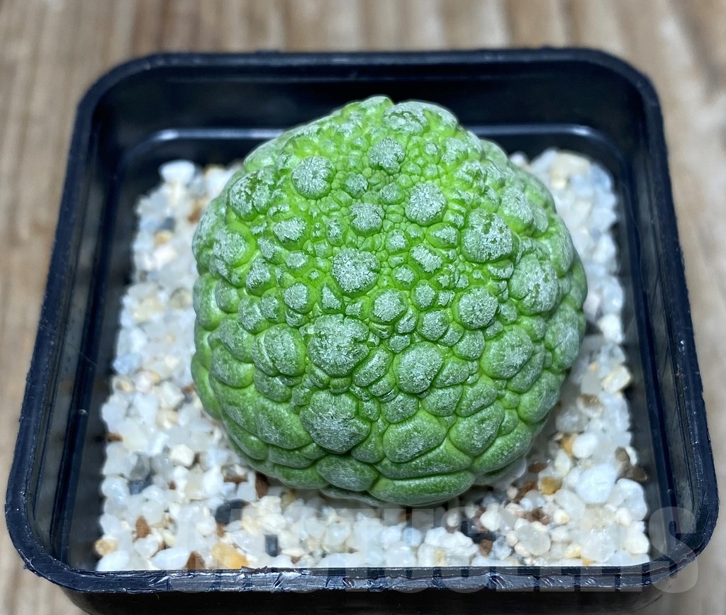 SHPR13323 Pseudolithos migiurtinus