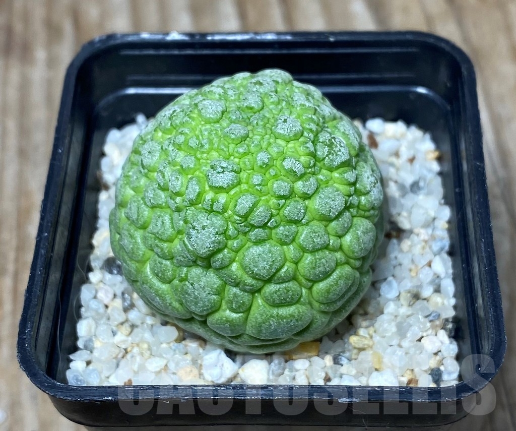 SHPR13323 Pseudolithos migiurtinus - 画像 (2)