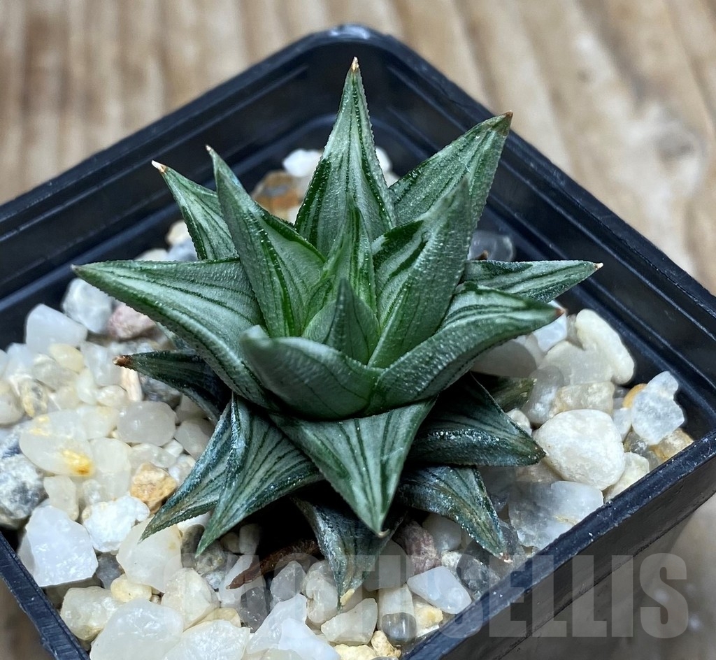 SHPR13325 Haworthia tortuosa f.variegata - 画像 (3)
