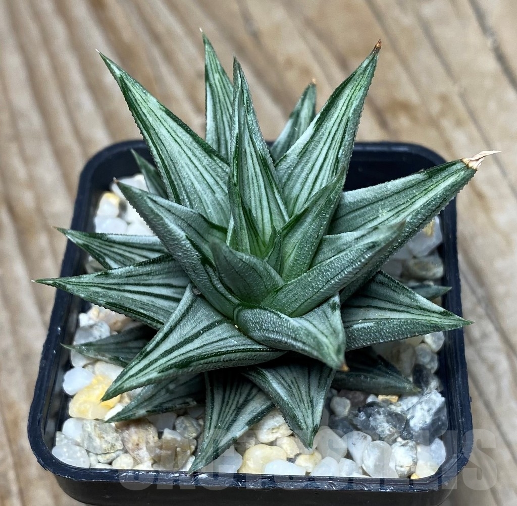 SHPR13326 Haworthia tortuosa f.variegata