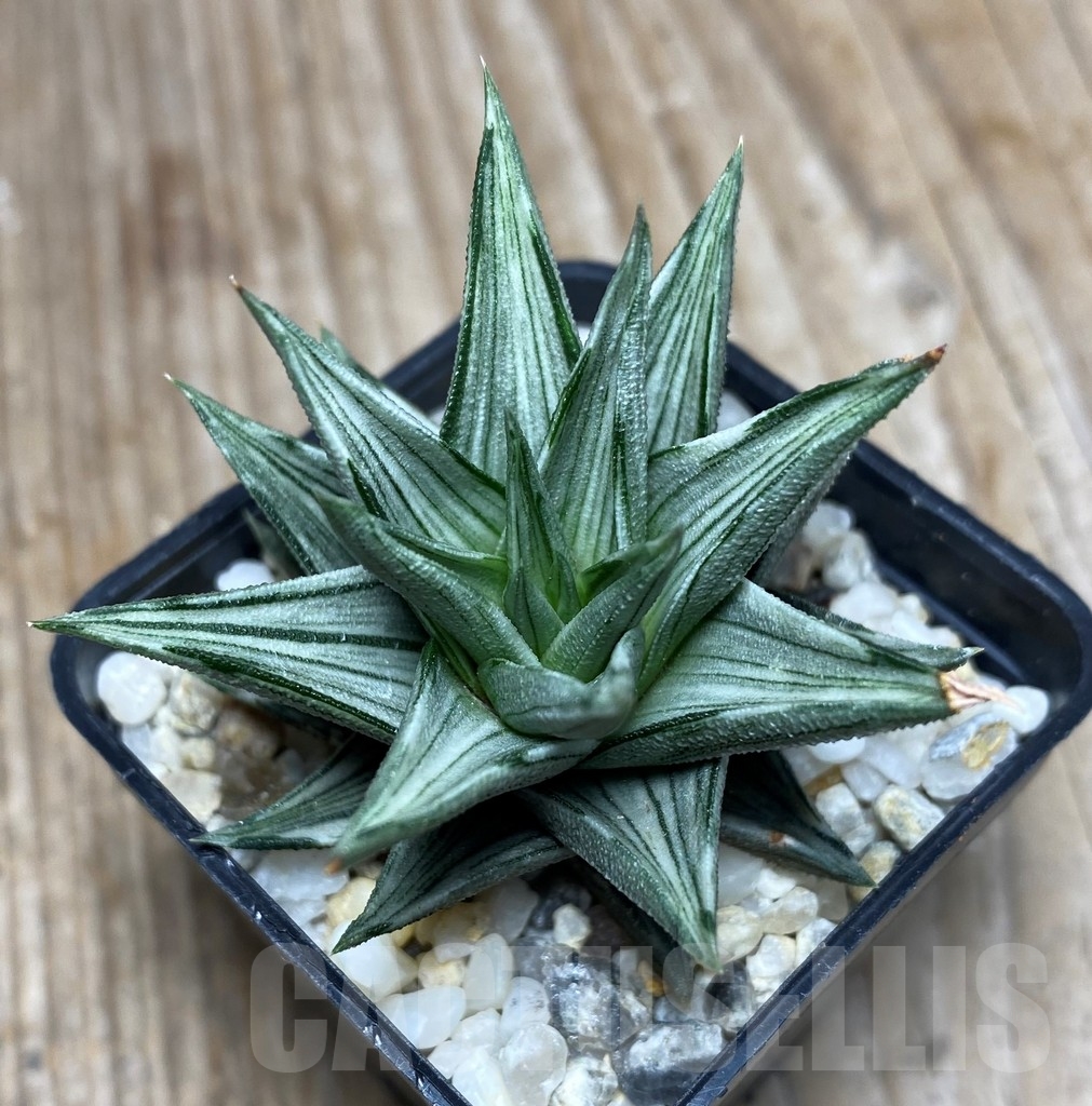 SHPR13326 Haworthia tortuosa f.variegata - 画像 (2)