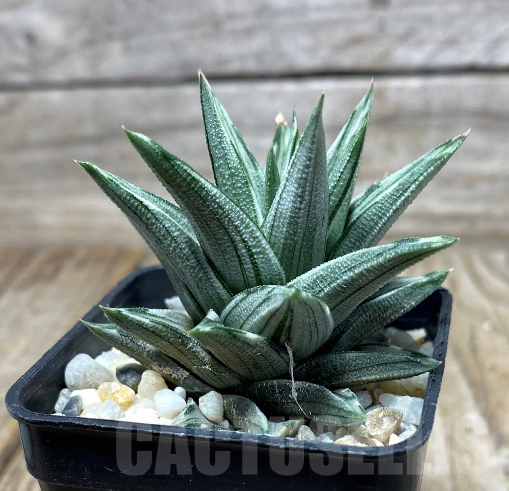 SHPR13326 Haworthia tortuosa f.variegata - 画像 (3)