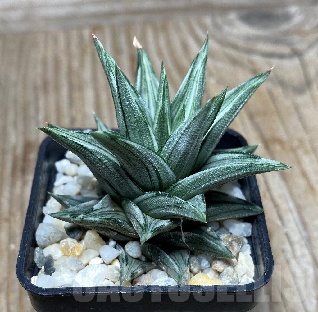SHPR13326 Haworthia tortuosa f.variegata - 画像 (4)