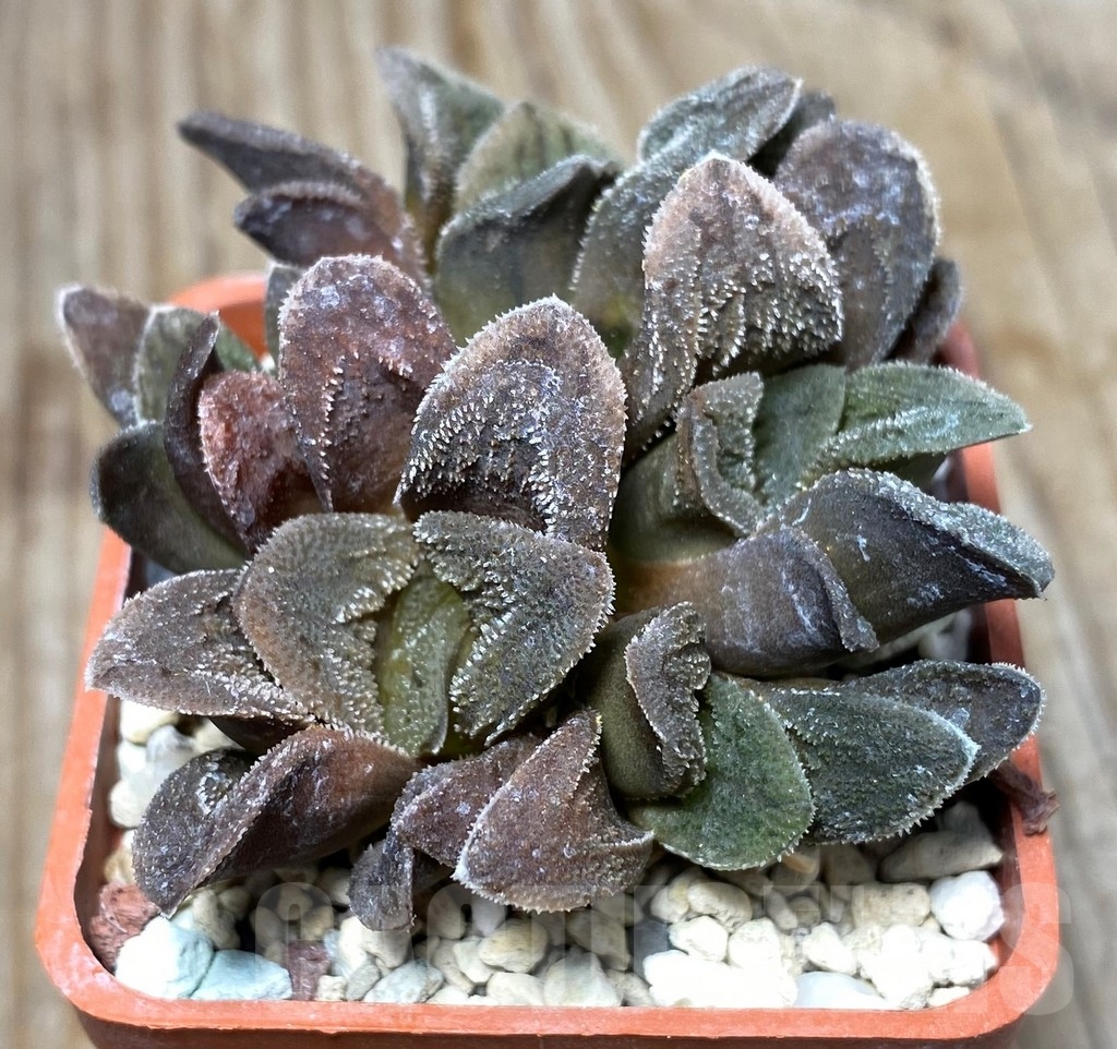 SHPR13327 Haworthia pygmaea cv. 'Tiger Pygmaea' non variegated