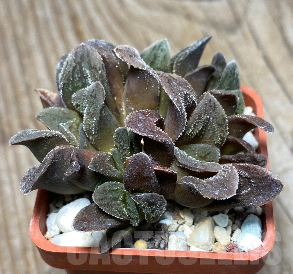SHPR13327 Haworthia pygmaea cv. 'Tiger Pygmaea' non variegated - 画像 (2)