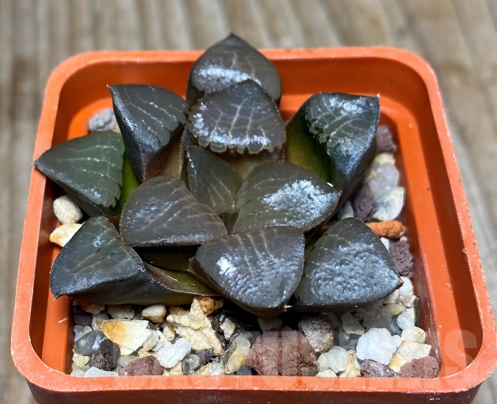 SHPR13330 Haworthia bayeri x springbokvlakensis - immagine 3
