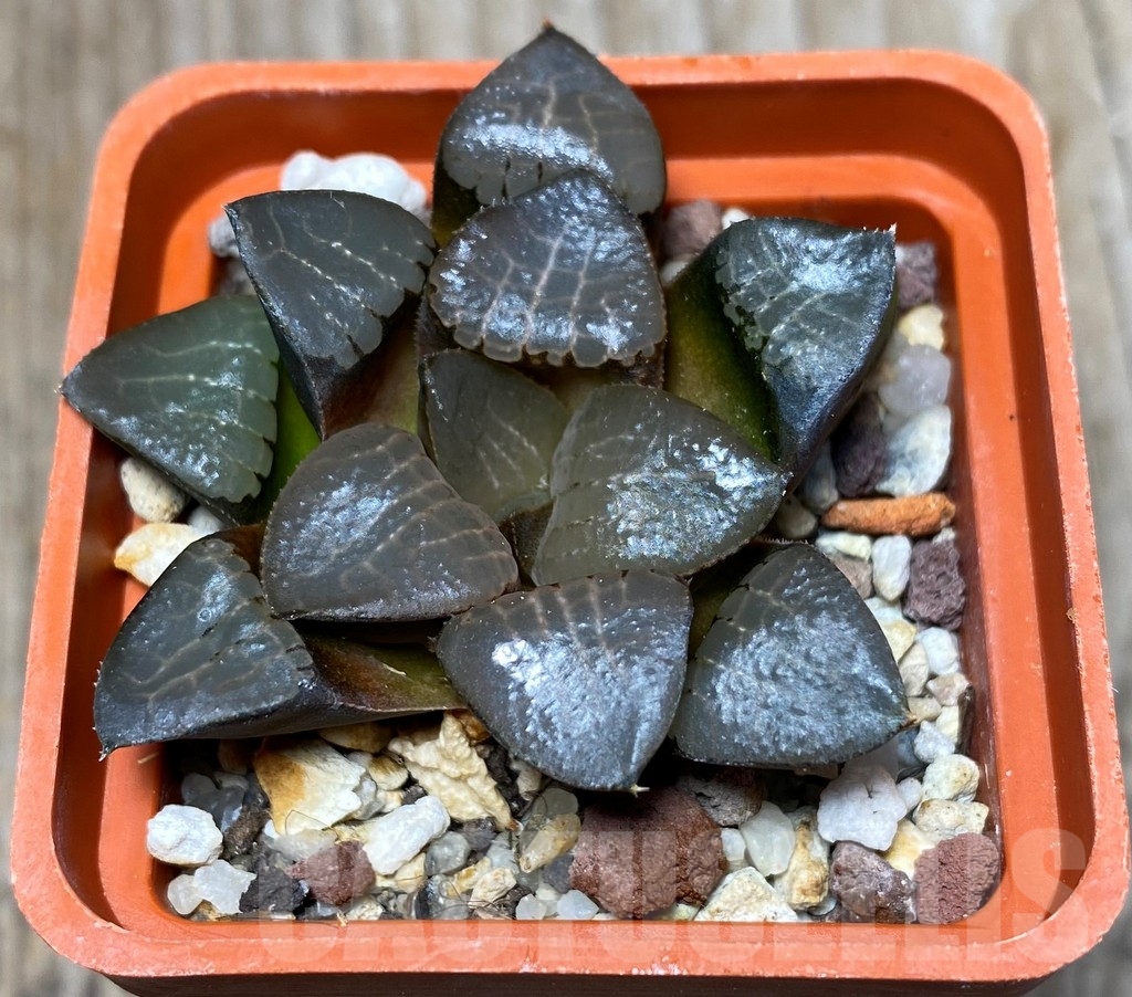 SHPR13330 Haworthia bayeri x springbokvlakensis