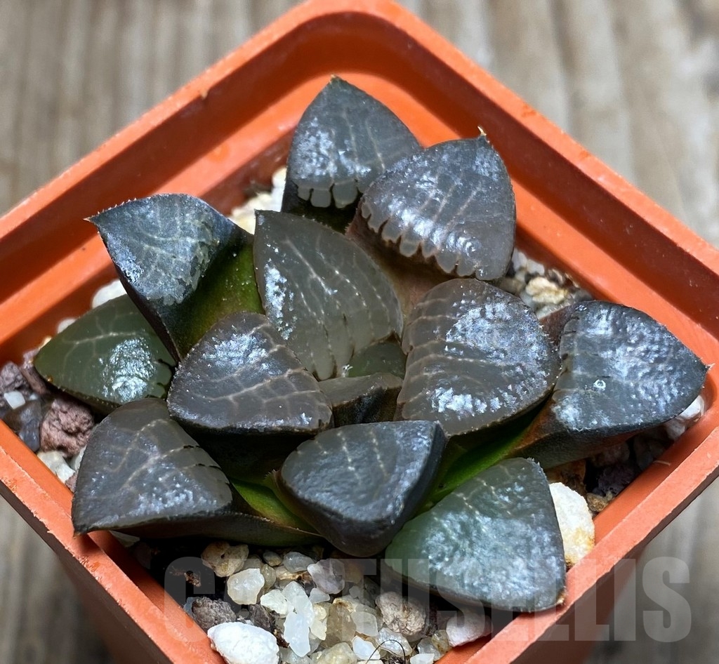 SHPR13330 Haworthia bayeri x springbokvlakensis - immagine 2