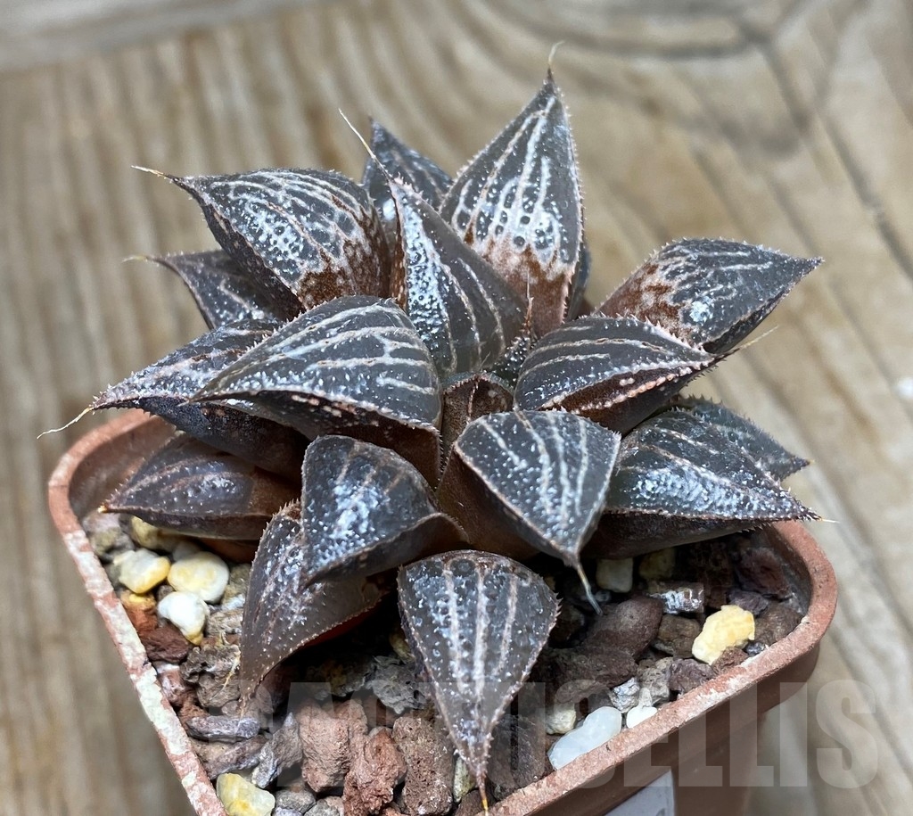 SHPR13331 Haworthia 'Yuki Keshiki' x PP22