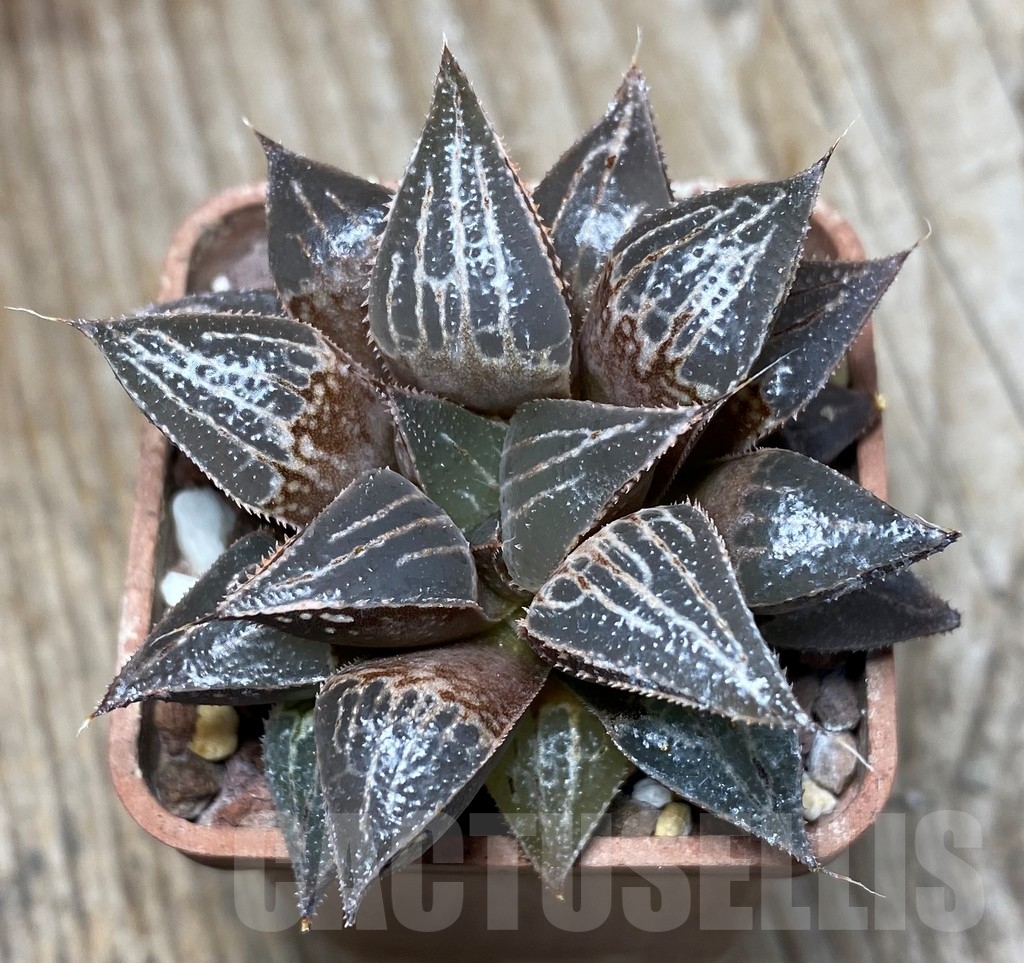 SHPR13331 Haworthia 'Yuki Keshiki' x PP22 - immagine 2