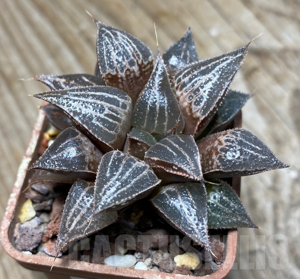 SHPR13331 Haworthia 'Yuki Keshiki' x PP22 - immagine 3