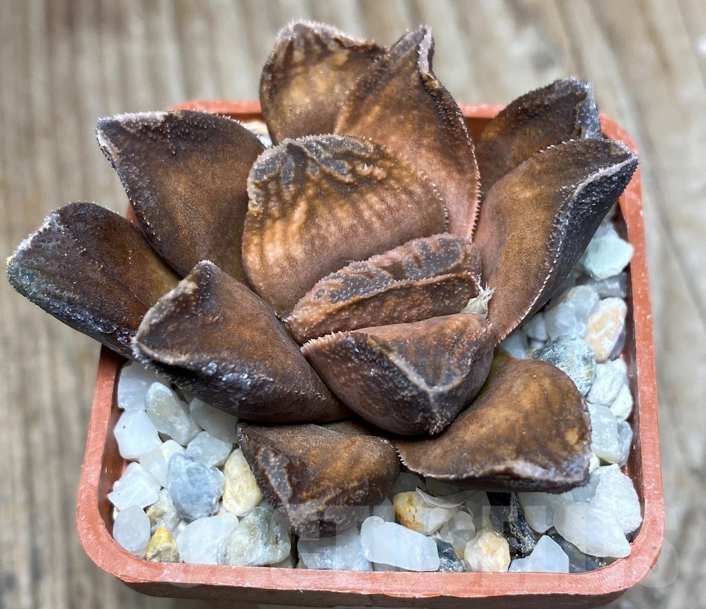SHPR13333 Haworthia pygmaea x truncata x Haworthia magnifica v.splendens