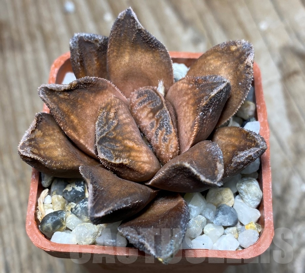SHPR13333 Haworthia pygmaea x truncata x Haworthia magnifica v.splendens - Imagen 2