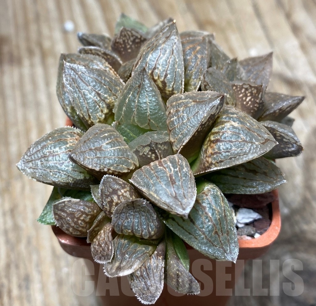 SHPR13334 Haworthia 'Black Mayor' hybrid - Imagen 3