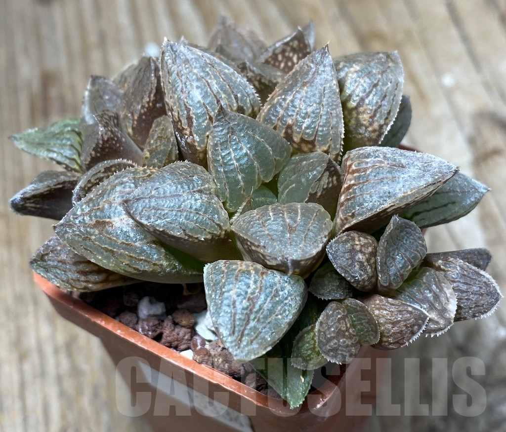 SHPR13334 Haworthia 'Black Mayor' hybrid