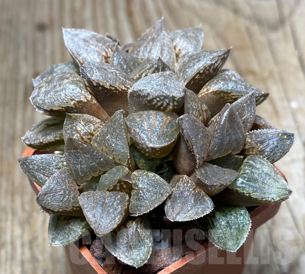 SHPR13334 Haworthia 'Black Mayor' hybrid - Imagen 2