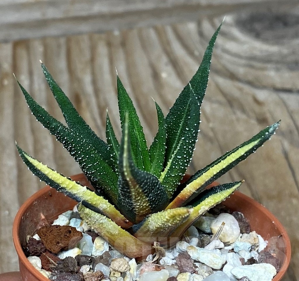 SHPR13336 Haworthia radula f.variegata