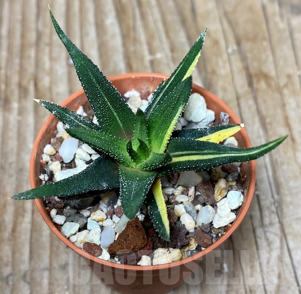 SHPR13336 Haworthia radula f.variegata - Image 2