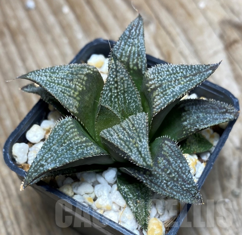 SHPR13337 Haworthia splendens hybrid