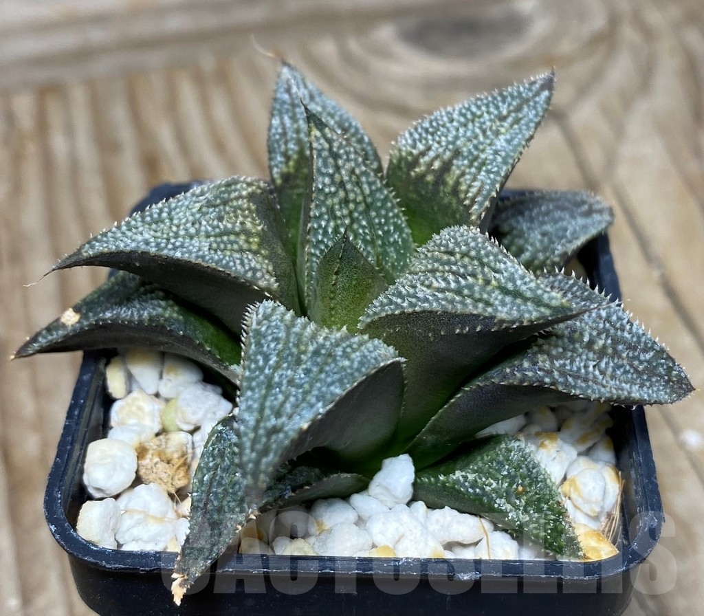 SHPR13337 Haworthia splendens hybrid – Bild 2