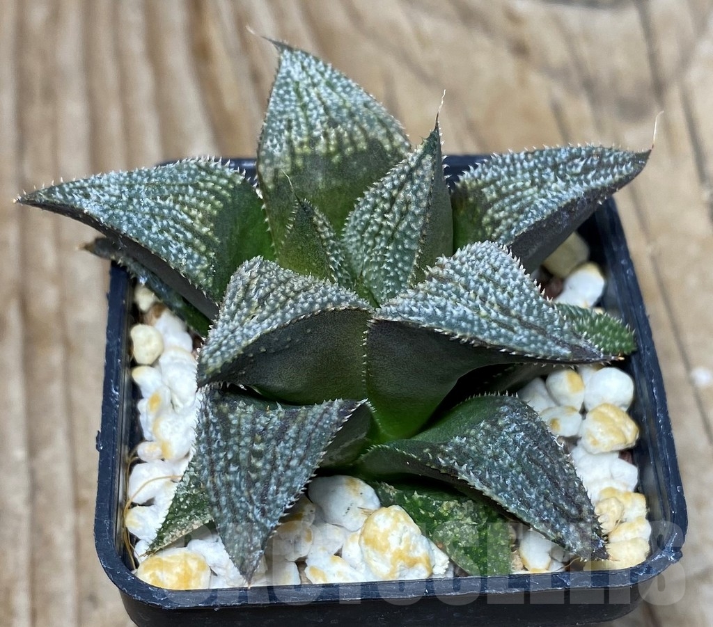 SHPR13337 Haworthia splendens hybrid – Bild 3